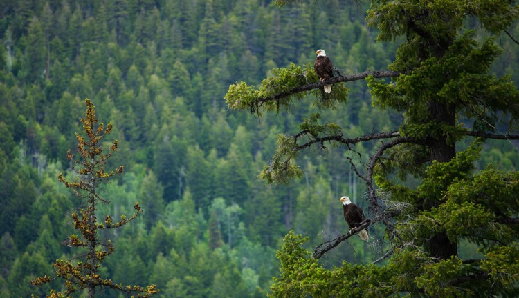 A pair of eagles in a tree